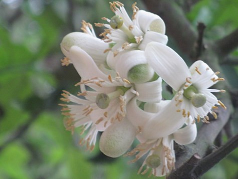 Những công dụng không ngờ từ hoa bưởi.