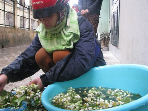 Từng chùm hoa bưởi được rửa sạch với nước. Từng chùm hoa bưởi được rửa sạch với nước.