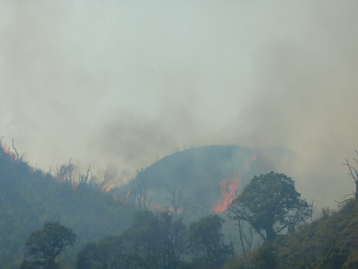 Theo như ông Sinh, Bí thư xã Xà Hồ thì diện tích rừng cháy khoảng 60 - 70 héc ta. Do thời tiết hanh khô, gió Lào thổi mạnh nên đám cháy lan rộng khó có thể dập tắt được