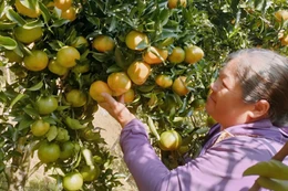 Chuyển từ cây ngô sang trồng quýt, hộ dân vùng khó khăn lãi 200 triệu đồng/năm