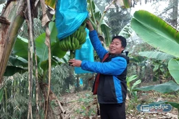 Anh Lèng Sử Hòa (thôn Lùng Phìn, xã Mường Khương, tỉnh Lào Cai) - Chủ vườn chuối với diện tích trồng 3ha. Ảnh: NVCC