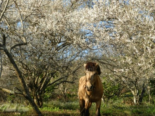 Hoa mơ nở trắng các sườn đồi. Hoa mơ nở trắng các sườn đồi.