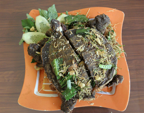 4. Chữa sưng phổi: Mai ba ba 20g; a giao 15g; cây sậy 40g, sắc uống ngày 1 thang, uống 3 đến 5 thang. 4. Chữa sưng phổi: Mai ba ba 20g; a giao 15g; cây sậy 40g, sắc uống ngày 1 thang, uống 3 đến 5 thang.
