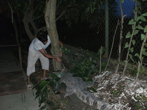 Nhân viên bảo vệ kiểm tra lại dây xích cá sấu. Nhân viên bảo vệ kiểm tra lại dây xích cá sấu.