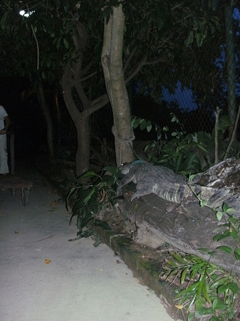 Chú cá sấu này nặng tới 120kg. Chú cá sấu này nặng tới 120kg.