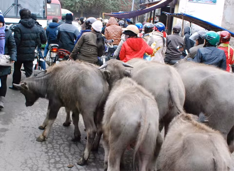 Đàn trâu "hỗn loạn" giữa phố. Ảnh: Nguyễn Long.
