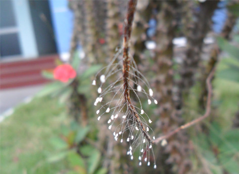 Ảnh: Nguyen Duc Hai. Ảnh: Nguyen Duc Hai.