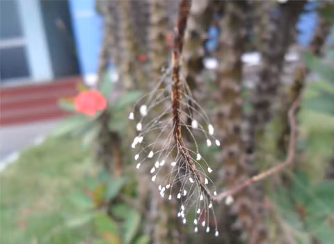 Ảnh: Nguyen Duc Hai.