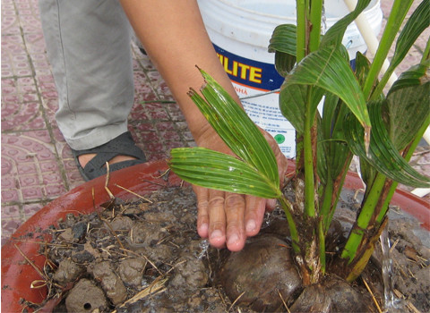 Ảnh: Phạm Bằng. Ảnh: Phạm Bằng.