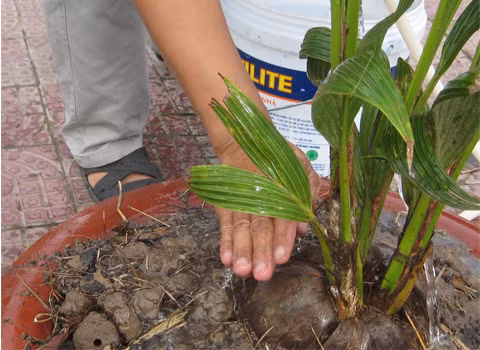 Ảnh: Phạm Bằng.