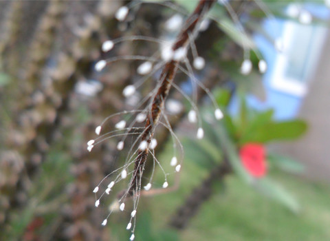 Tôi chụp được những bức ảnh này không biết có phải hoa Ưu Đàm không? Ảnh: Nguyen Duc Hai. Tôi chụp được những bức ảnh này không biết có phải hoa Ưu Đàm không? Ảnh: Nguyen Duc Hai.