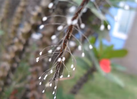 Tôi chụp được những bức ảnh này không biết có phải hoa Ưu Đàm không? Ảnh: Nguyen Duc Hai.