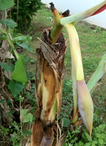 Chặt ngang gốc, cây chuối vẫn trổ buồng. Ảnh: Long. Chặt ngang gốc, cây chuối vẫn trổ buồng. Ảnh: Long.