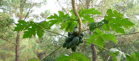 Cây đu đủ mọc ngược tại lăng Tự Đức. Cây mọc bình thường nhưng sau đó lại chúc ngọn xuống và ra quả trông rất lạ và đáng yêu. Ảnh: Lê Duy Hiếu. Cây đu đủ mọc ngược tại lăng Tự Đức. Cây mọc bình thường nhưng sau đó lại chúc ngọn xuống và ra quả trông rất lạ và đáng yêu. Ảnh: Lê Duy Hiếu.