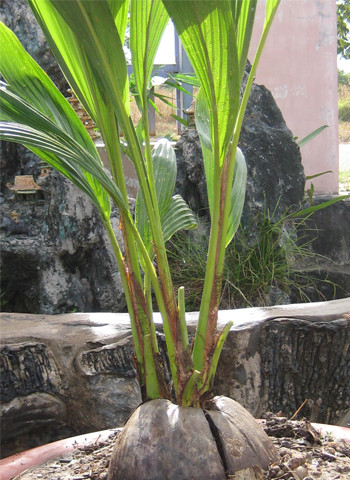 Một trái dừa mọc ra 3 mầm (cây). Ảnh: Phạm Bằng. Một trái dừa mọc ra 3 mầm (cây). Ảnh: Phạm Bằng.