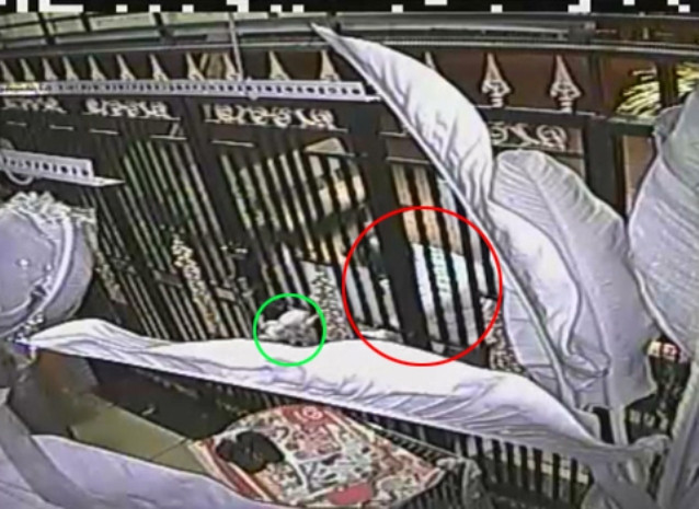 Thêm một chó con bị bắt. Thêm một chó con bị bắt.