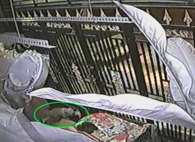 Chó mẹ "đau khổ" khi thấy đàn con bị hai kẻ lạ mặt bắt đi Chó mẹ "đau khổ" khi thấy đàn con bị hai kẻ lạ mặt bắt đi