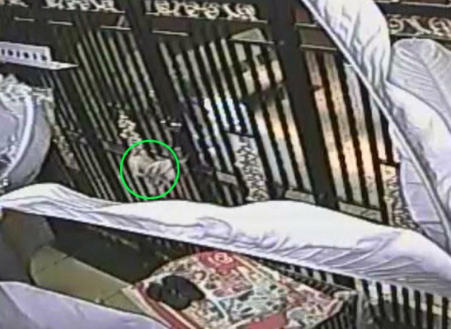 Chỉ sau vài phút, bọn chúng đã bắt mất 4 con chó Chỉ sau vài phút, bọn chúng đã bắt mất 4 con chó