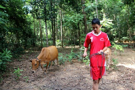 Ngoài việc học, cuối tuần Khanh về nhà giúp mẹ chăn bò, đốn củi.