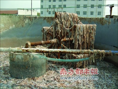 Giày rách, áo da cũ được nghiền nát chế thạch hoa quả