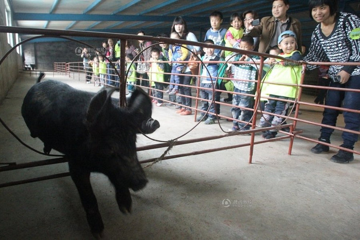 Ỉn thi vượt rào cản Ỉn thi vượt rào cản