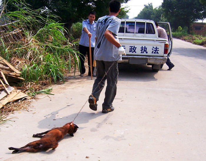 Chính quyền khu Tam Thủy, Phật Sơn, Quảng Đông phải ra tay truy quét chó sau nhiều vụ chó dại cắn chết người Chính quyền khu Tam Thủy, Phật Sơn, Quảng Đông phải ra tay truy quét chó sau nhiều vụ chó dại cắn chết người