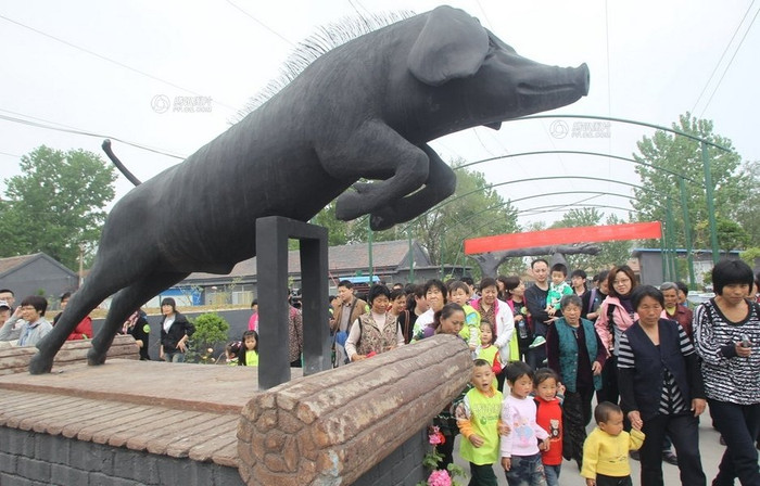 Để tăng chất lượng thịt của giống lợn đen quý ở địa phương này, ngày nào các trang trại cũng cho chúng nhảy xuống ao bơi lội và tập nhảy rào Để tăng chất lượng thịt của giống lợn đen quý ở địa phương này, ngày nào các trang trại cũng cho chúng nhảy xuống ao bơi lội và tập nhảy rào