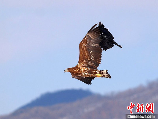 Hạ cánh quá giang