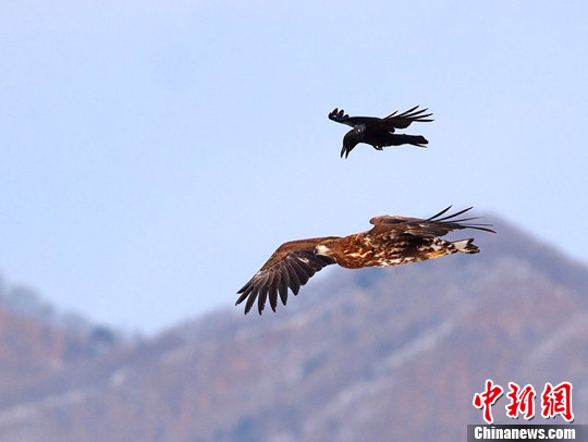 Quạ đen chuẩn bị "hạ cánh" trên lưng đại bàng