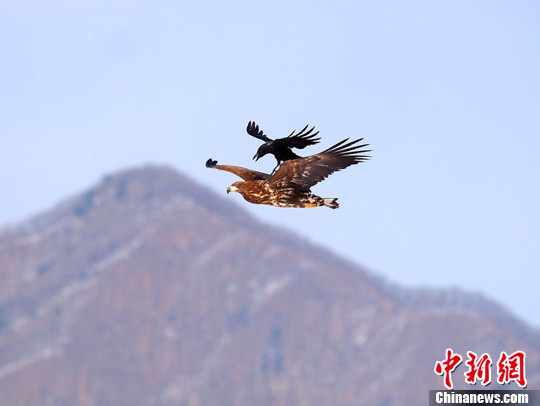 Quạ đen cưỡi đại bàng - xưa nay hiếm