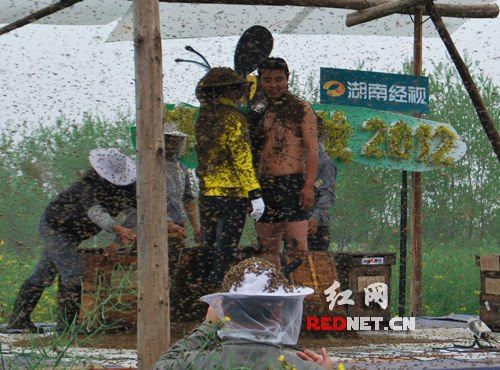 Điều đặc biệt là người chồng chỉ mặc mỗi một chiếc quần đùi, mình trần trùng trục trong khi người vợ thì chưa bao giờ tiếp xúc với ong mật. Cả hai đều không dùng bất cứ biện pháp bảo hộ nào, ngay cả hai mắt vẫn mở, chỉ sau 1h họ trở thành một tác phẩm "điêu khắc" tuyệt vời. Anh Vĩ cho hay, anh rất hiểu tập tính của loài ong, thậm chí có lúc 400 con ong mật cùng đốt anh một lúc mà vẫn bình thường trong khi người khác sẽ bị nguy hiểm đến tính mạng. Anh Vĩ chỉ mặc độc một chiếc quần đùi để hàng trăm ngàn con ong bám lên cơ thể Điều đặc biệt là người chồng chỉ mặc mỗi một chiếc quần đùi, mình trần trùng trục trong khi người vợ thì chưa bao giờ tiếp xúc với ong mật. Cả hai đều không dùng bất cứ biện pháp bảo hộ nào, ngay cả hai mắt vẫn mở, chỉ sau 1h họ trở thành một tác phẩm "điêu khắc" tuyệt vời. Anh Vĩ cho hay, anh rất hiểu tập tính của loài ong, thậm chí có lúc 400 con ong mật cùng đốt anh một lúc mà vẫn bình thường trong khi người khác sẽ bị nguy hiểm đến tính mạng. Anh Vĩ chỉ mặc độc một chiếc quần đùi để hàng trăm ngàn con ong bám lên cơ thể