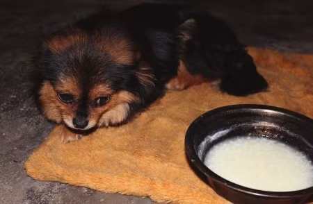 Đôi mắt ngấn buồn, 13 ngày nay Hỷ Hỷ chỉ quanh quẩn bên bàn thờ chủ, không ăn, không uống