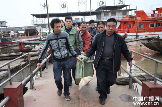 Khiêng xác cá heo đã phân hủy đi chôn Khiêng xác cá heo đã phân hủy đi chôn