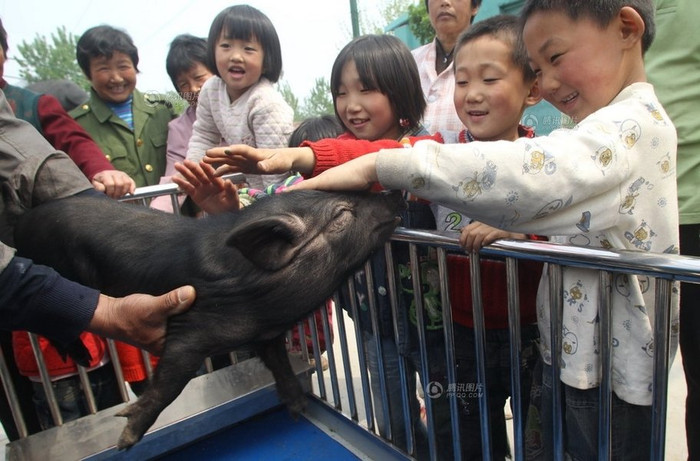 Du khách xoa đầu, vuốt ve chú ỉn đáng yêu Du khách xoa đầu, vuốt ve chú ỉn đáng yêu