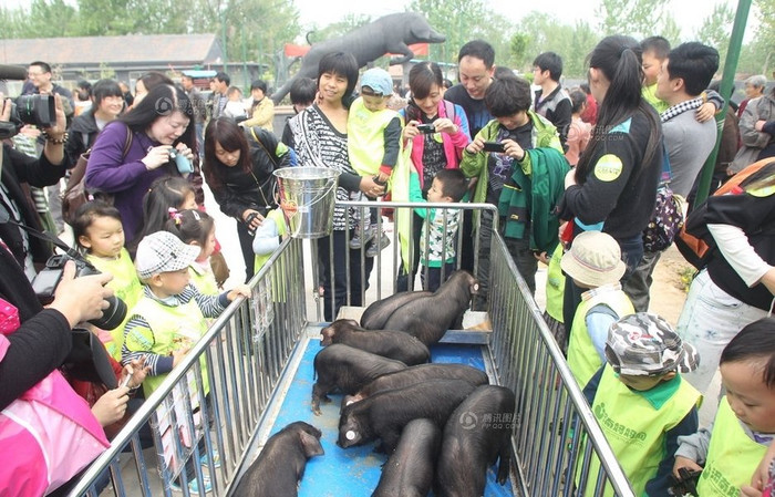 Những vận động viên "Ỉn" được đánh số trên tai chuẩn bị tham gia cuộc thi Những vận động viên "Ỉn" được đánh số trên tai chuẩn bị tham gia cuộc thi