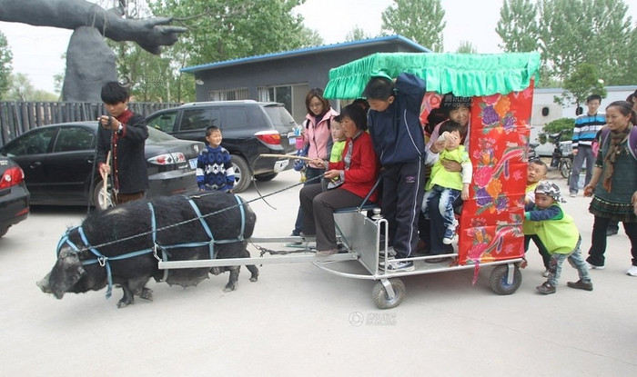 "Xế ỉn" kéo xe đưa du khách đi thăm trang trại "Xế ỉn" kéo xe đưa du khách đi thăm trang trại