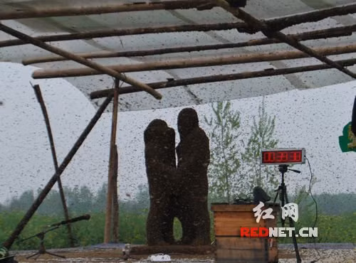 Tác phẩm nghệ thuật "điêu khắc" ong mật