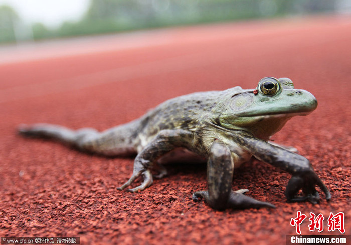 Bốn chân trước, bên 3 bên 1 Bốn chân trước, bên 3 bên 1