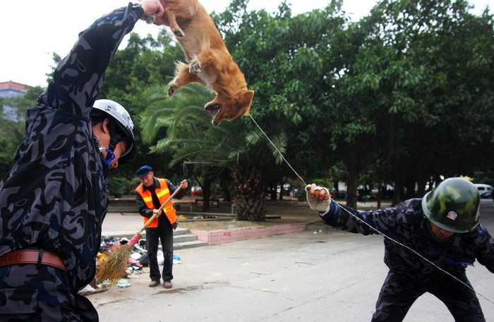 Cảnh sát Thạch Sư, Phúc Kiến truy bắt chó. Kể từ 19/11/2009 các hộ dân Thạch Sư mỗi nhà chỉ được nuôi 1 con chó và phải kí cam kết với chính quyền Cảnh sát Thạch Sư, Phúc Kiến truy bắt chó. Kể từ 19/11/2009 các hộ dân Thạch Sư mỗi nhà chỉ được nuôi 1 con chó và phải kí cam kết với chính quyền