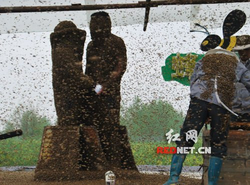 Người vợ chưa bao giờ tiếp xúc với ong mật vẫn dũng cảm dự thi Người vợ chưa bao giờ tiếp xúc với ong mật vẫn dũng cảm dự thi