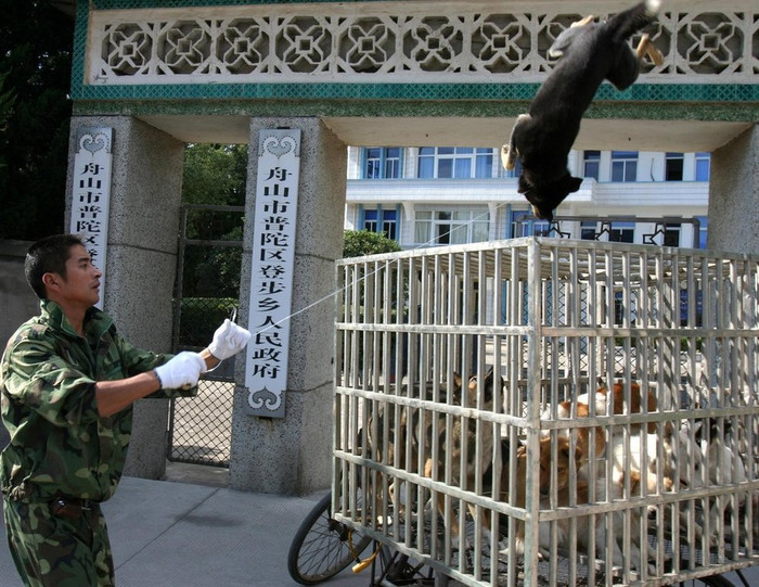 Lực lượng dân phòng thành phố Đan Sơn tỉnh Triết Giang truy bắt chó Lực lượng dân phòng thành phố Đan Sơn tỉnh Triết Giang truy bắt chó