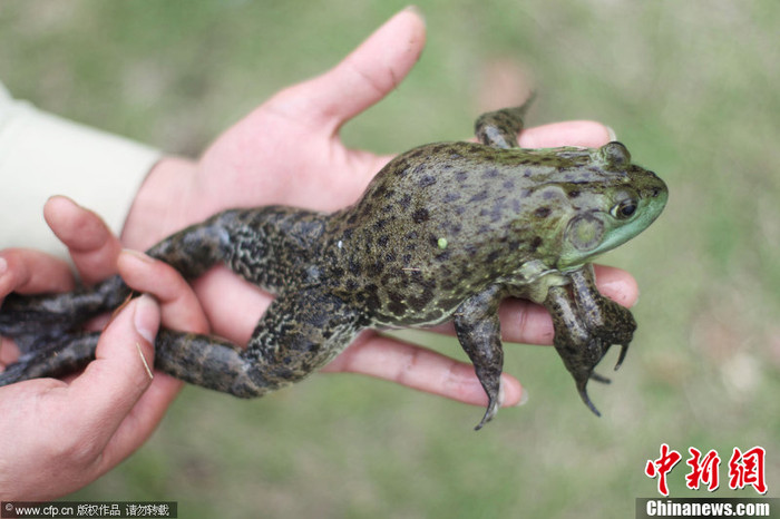 Chú ếch 6 chân ông Mao bắt được Chú ếch 6 chân ông Mao bắt được