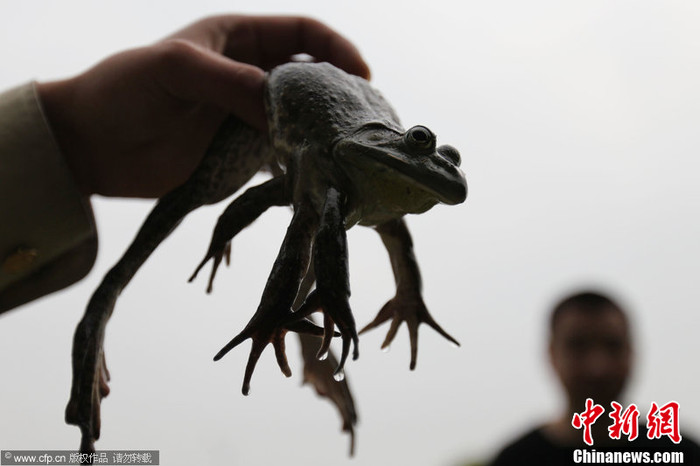 Ếch 6 chân thu hút sự tò mò của nhiều người quanh vùng Ếch 6 chân thu hút sự tò mò của nhiều người quanh vùng