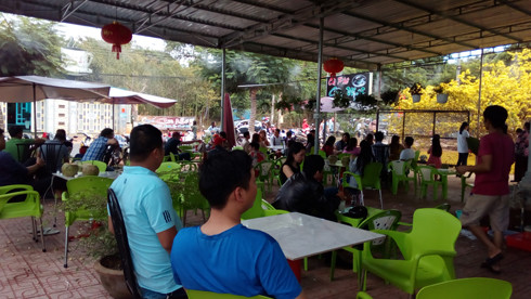 Khách đến uống cà phê tại quán Cây Mai với mục đích ngắm hoa và chụp hình lưu niệm. (Ảnh: H.L) Khách đến uống cà phê tại quán Cây Mai với mục đích ngắm hoa và chụp hình lưu niệm. (Ảnh: H.L)