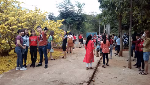 2-Các bạn trẻ ngắm hoa và chụp ảnh bên cây mai. (Ảnh: H.L)