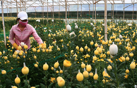 Giá nhiều loại hoa Đà Lạt hiện đang tăng cao, gấp 2 – 3 lần so với ngày thường. Ảnh: Huy Hùng, TTXVN Giá nhiều loại hoa Đà Lạt hiện đang tăng cao, gấp 2 – 3 lần so với ngày thường. Ảnh: Huy Hùng, TTXVN