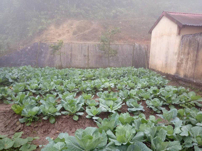 Vườn rau xanh ngay tại vườn trường. (Ảnh:LC) Vườn rau xanh ngay tại vườn trường. (Ảnh:LC)