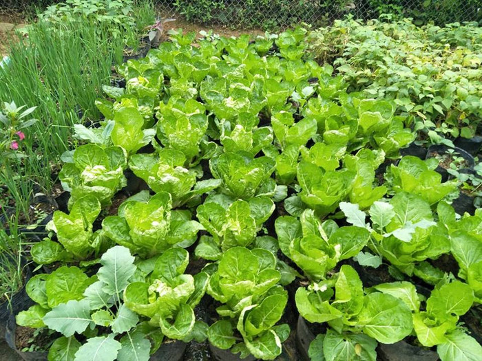 Không ai nghĩ, trong Trường mầm non Thải Giàng Phố lại có những luống rau xanh, sạch như vậy, không ít trong số đó là sản phẩm của chính các bé. (Ảnh: LC) Không ai nghĩ, trong Trường mầm non Thải Giàng Phố lại có những luống rau xanh, sạch như vậy, không ít trong số đó là sản phẩm của chính các bé. (Ảnh: LC)