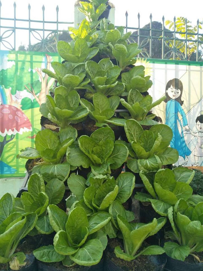 Tháp rau xanh đầy sáng tạo của cô trò trường mầm non Thải Giàng Phó. (Ảnh: LC) Tháp rau xanh đầy sáng tạo của cô trò trường mầm non Thải Giàng Phó. (Ảnh: LC)