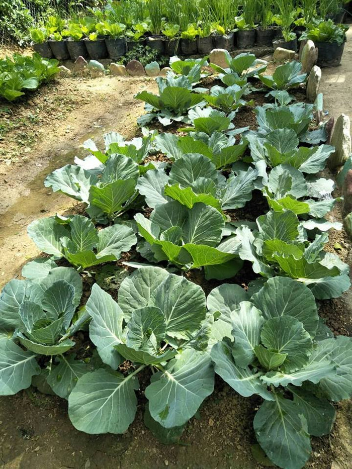 Những luống rau xanh của cô trò trường mầm non Thải Giàng Phố tự tay trồng và chăm sóc. (Ảnh: LC) Những luống rau xanh của cô trò trường mầm non Thải Giàng Phố tự tay trồng và chăm sóc. (Ảnh: LC)